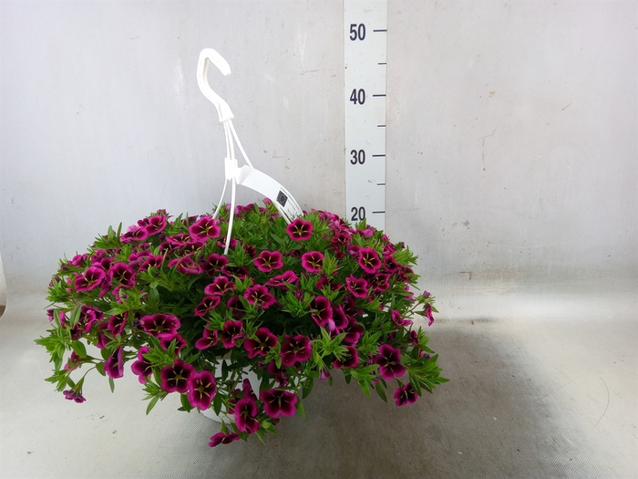 <h4>Calibrachoa  'Cabaret Good N Kiss'</h4>