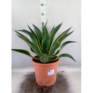 Agave   ...