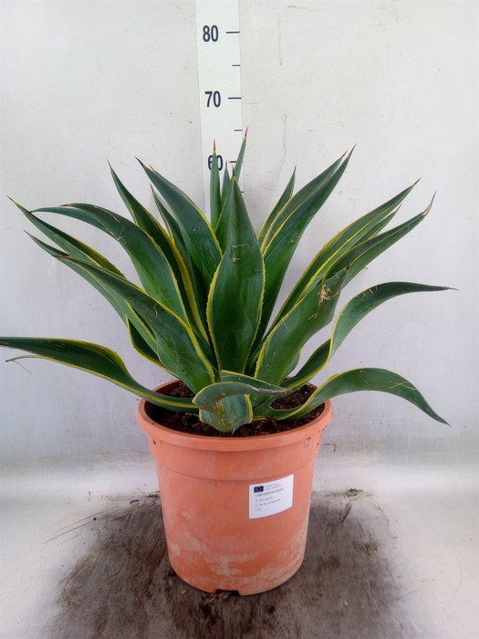 <h4>Agave   ...</h4>