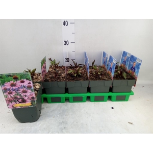 Echinacea purp. 'Magnus'