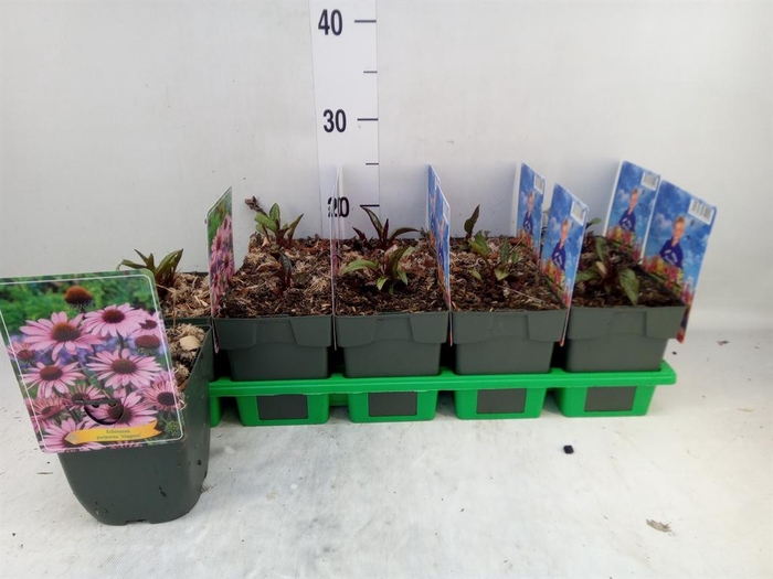 <h4>Echinacea purp. 'Magnus'</h4>