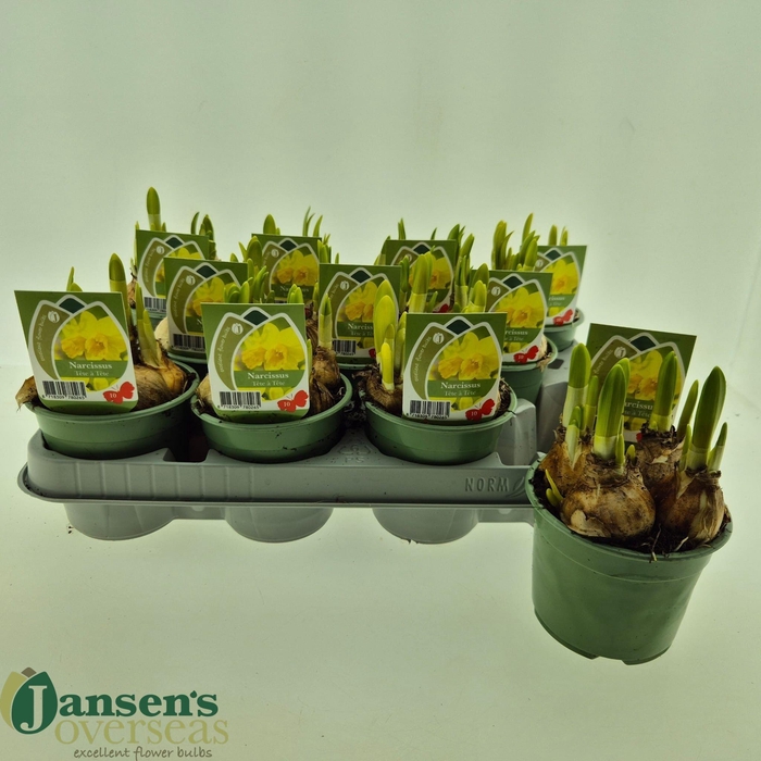 <h4>NARC O TETE A TETE</h4>