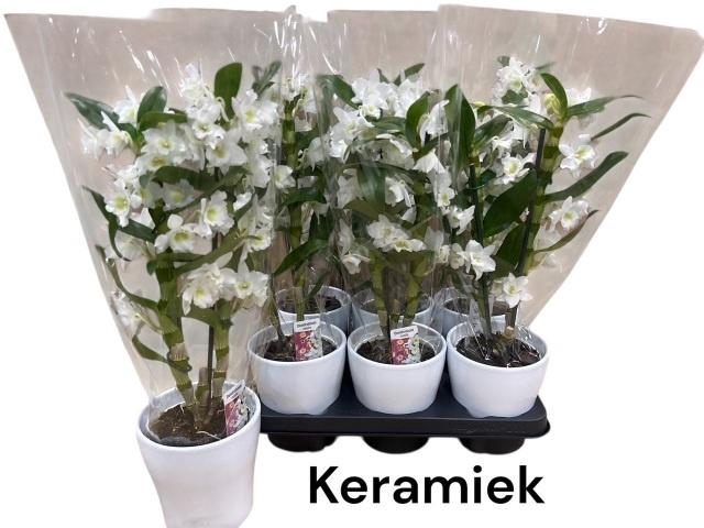 <h4>DEND NOBILE</h4>