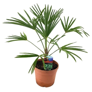 Trachycarpus wagnerianus