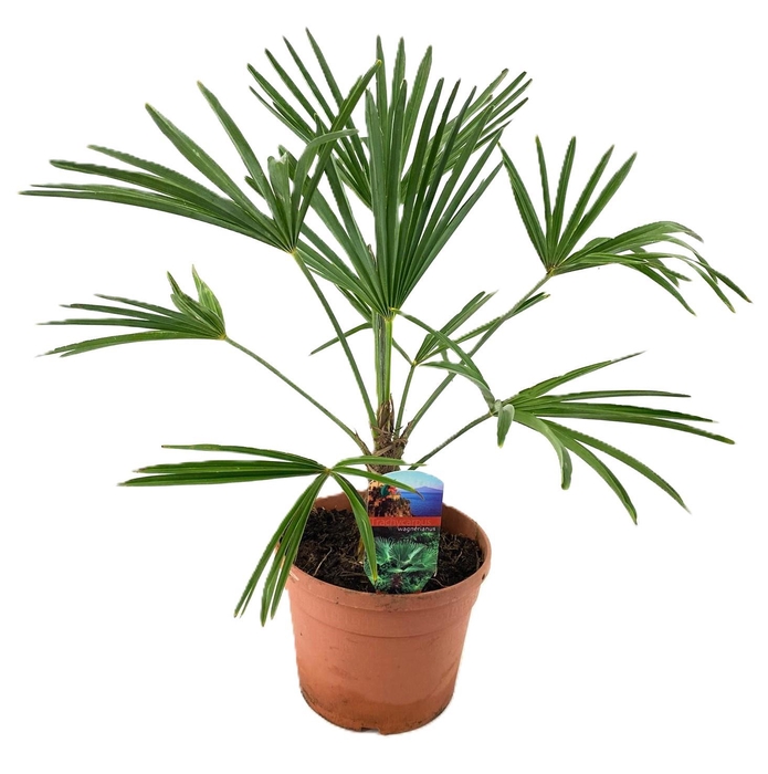 <h4>Trachycarpus wagnerianus</h4>