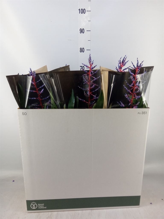 <h4>Aechmea  'Blue Rain'</h4>