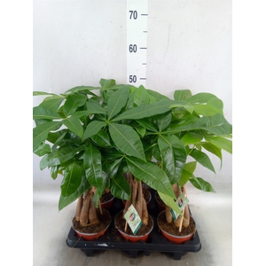 Pachira aquatica