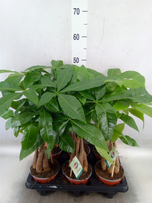 <h4>Pachira aquatica</h4>