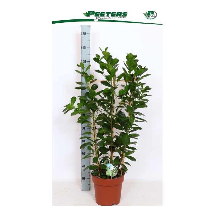 <h4>Ficus Microcapra Moclame 24Ø 110cm 6pp</h4>