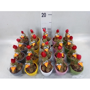 Cactus   ...decorated