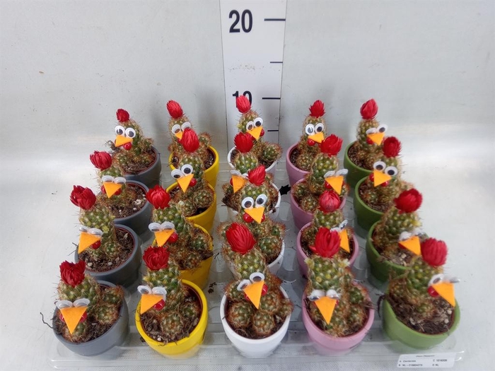 <h4>Cactus   ...decorated</h4>