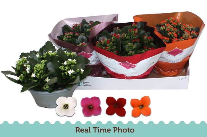 <h4>KAL EN GEM 4 KL</h4>