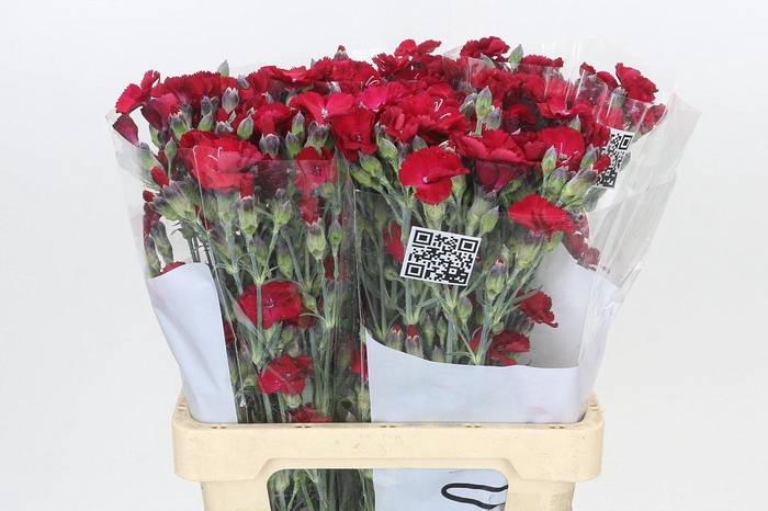 <h4>Dianthus Sp Solandis Passionfly</h4>