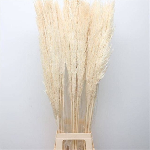 CORTADERIA OV