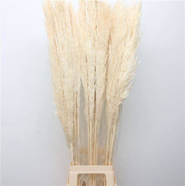 <h4>CORTADERIA OV</h4>