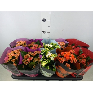 Kalanchoe blos.   ..rosebud rs fl 5