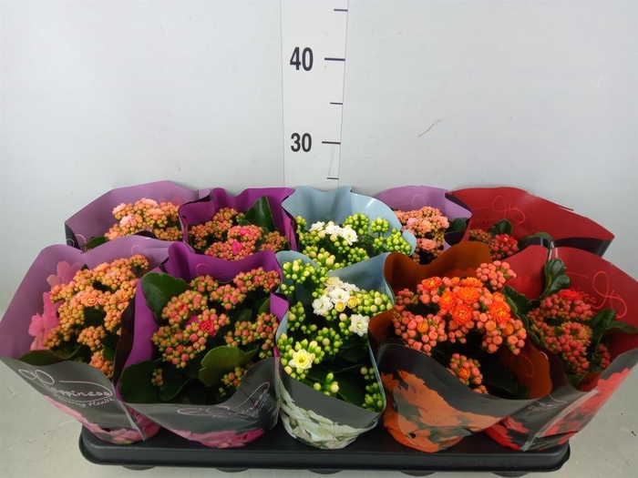 <h4>Kalanchoe blos.   ..rosebud rs fl 5</h4>