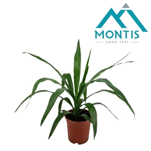 Yucca elephantipes tip 17 cm