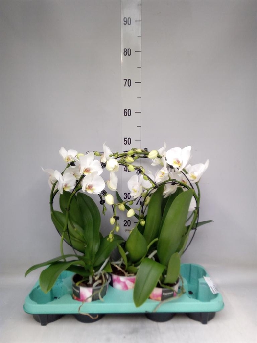 <h4>Phalaenopsis   ...</h4>