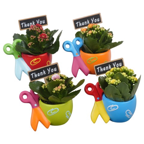 <h4>PTBTS1810 Arrangementen kamerplanten</h4>