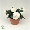 Viola wr. 'Delta Pure White'