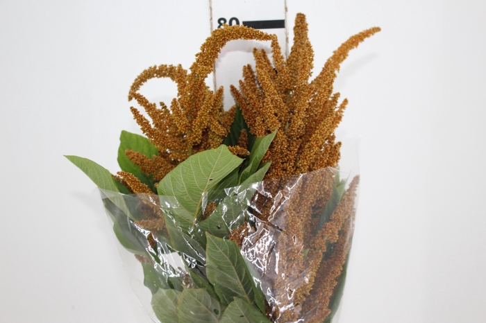 <h4>AMARANTHUS DOURADO 070 CM</h4>