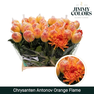 Chr G Antonov Orange Flame