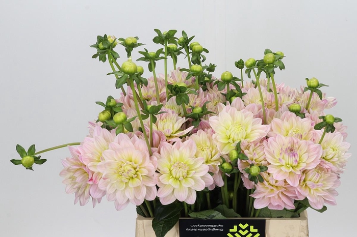 Dahlia Dianas Memory