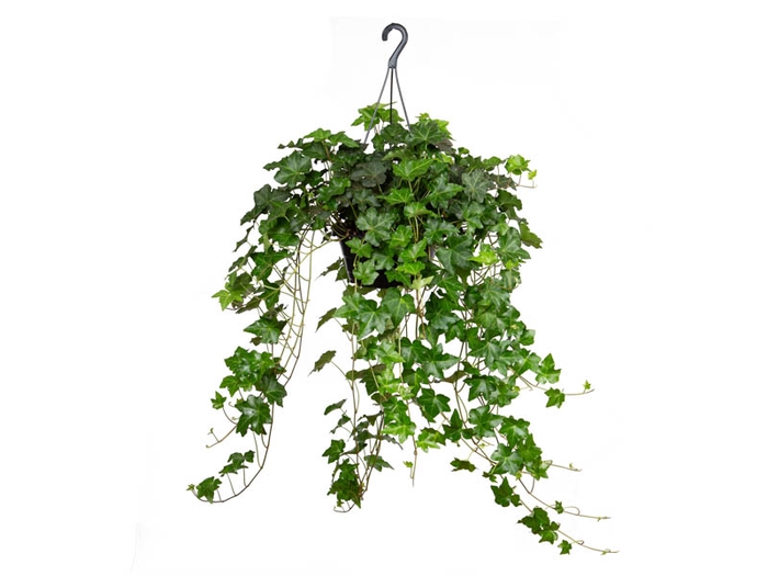 HEDERA VERDE C21 MIN 100 CM PENDENTE