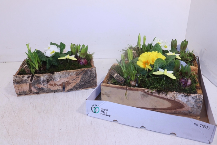 <h4>ARR TUINPLANTEN</h4>