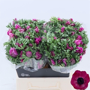 Anemone Galil Purper