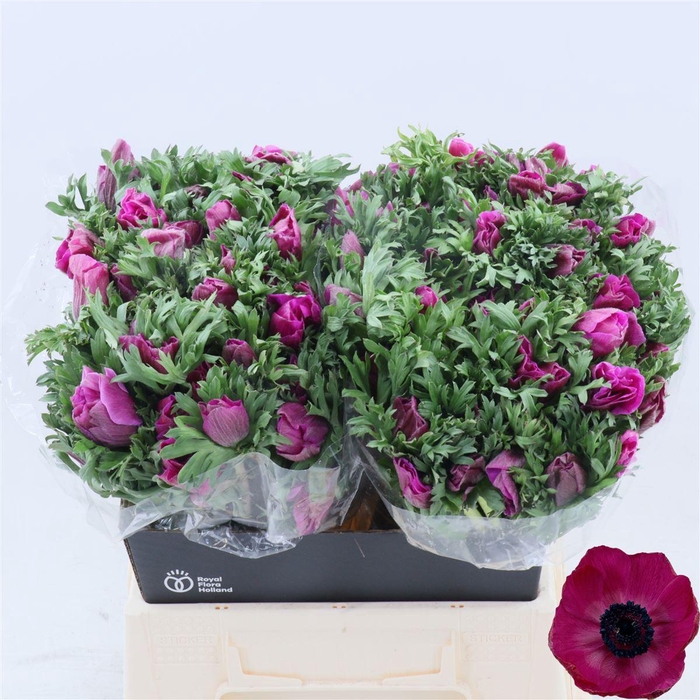 <h4>Anemone Galil Purper</h4>