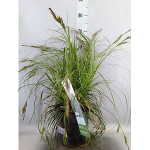 Siergras   ...              [Grass]