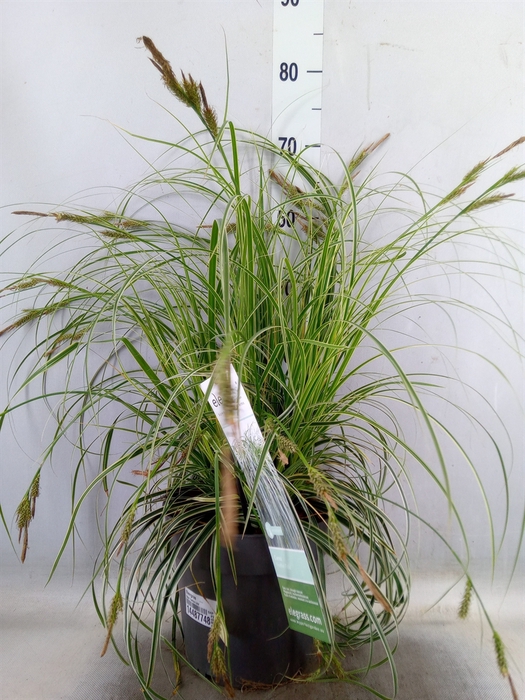 <h4>Siergras   ...              [Grass]</h4>