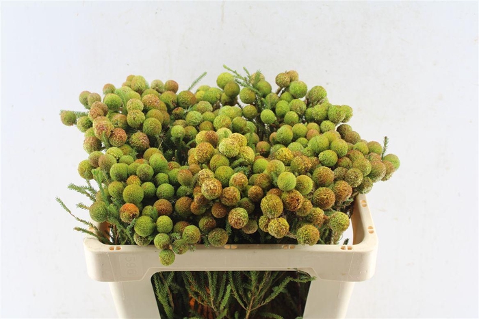 <h4>Kaaps Berz Galpinii Baubles</h4>