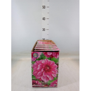 Dahlia   ...flowerbulbs