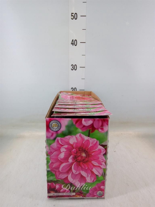 <h4>Dahlia   ...flowerbulbs</h4>