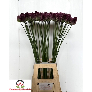 ALLIUM SPHAEROCEPHAL