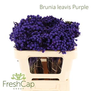 Brunia Leavis Purple