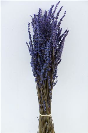 <h4>Lavendel Dark Blue Bunch</h4>