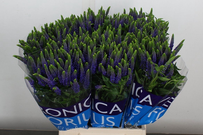 <h4>Veronica  'Clea Diana'</h4>