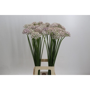 Allium Silverspring