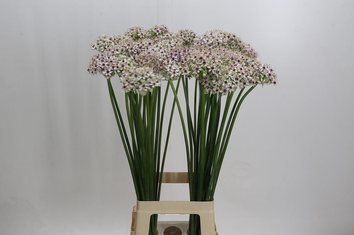 <h4>Allium 'Silverspring'</h4>