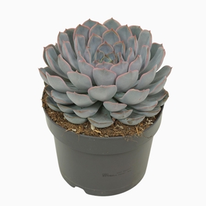 Echeveria Orion