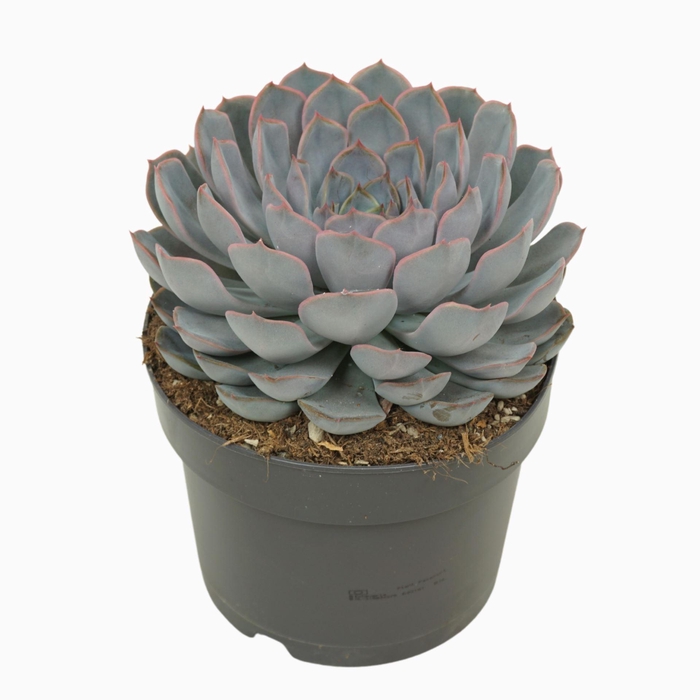 <h4>Echeveria Orion</h4>