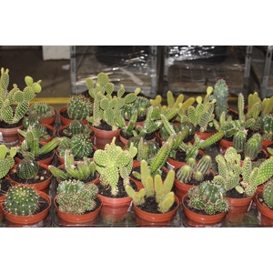 CACTUS MINI P11