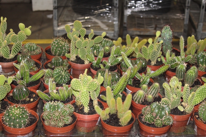 <h4>CACTUS MINI P11</h4>
