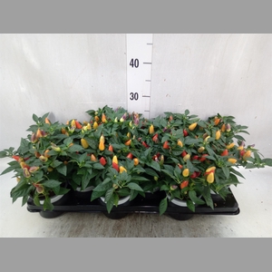 Capsicum annuum 'Acapulco Multicol'