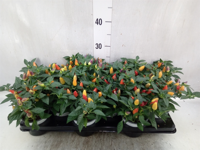 Capsicum annuum 'Acapulco Multicol'