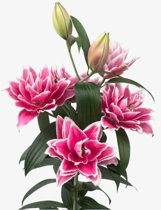 <h4>LI OR DU RL SAMANTHA</h4>